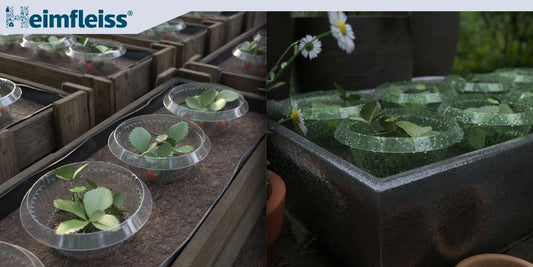 Schneckenkragen von Heimfleiss – Der perfekte Schutz für deine Pflanzen